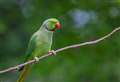 Exotic bird spotted