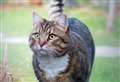Public votes for the town’s most fantastic felines