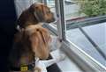 Could you give these best friends a loving home?