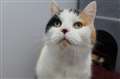 Beautiful cat puts new home at top of Christmas wish list