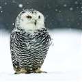 Christmas at the Hawk Conservancy Trust