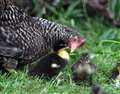 Dottie the hen fosters 8 ducklings on boat on Kennet & Avon Canal, Newbury