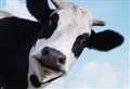 Stampede! It's renegade ruminants on the run