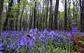 Charity bluebell walk in the woods tomorrow (Sunday)