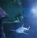 Newbury MP dives into shark conservation