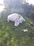 Pregnant cow killed in hit-and-run in Greenham