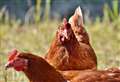 Avian flu prevention zone in force as public are told to report dead birds 