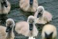 Dog kills swan and cygnet