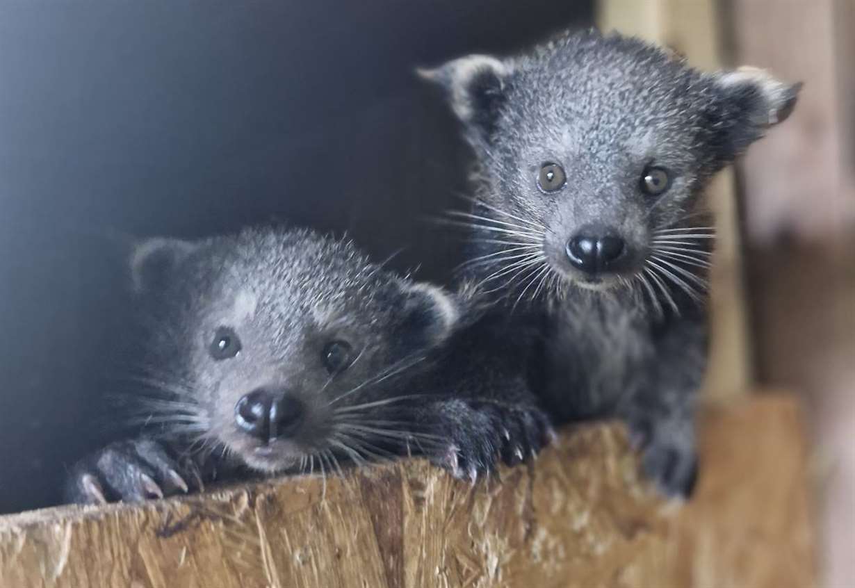 Endangered binturong cubs born at West Berkshire wildlife park