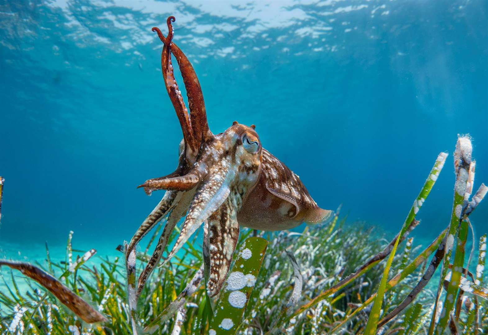 © Oriol Chias Diez, Wildlife Photographer of the Year