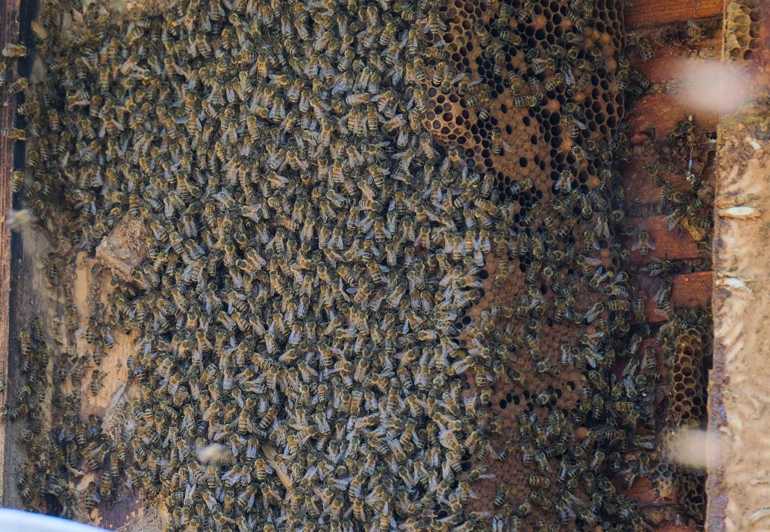 The bees have lived in the house for 12 years