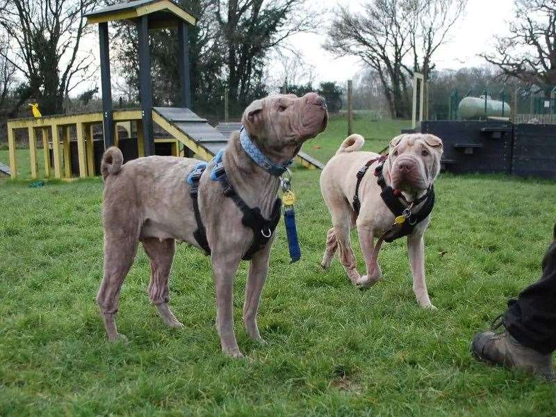 Nala and Chappo
