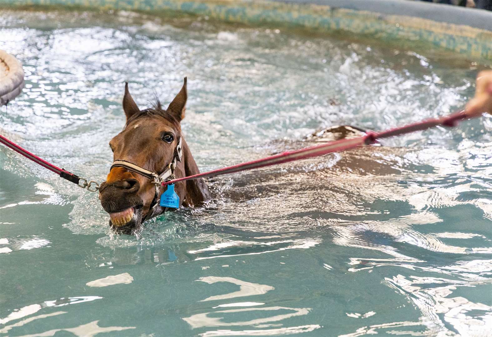 Lambourn Open Day - 'Good and Clever' in Warren Greatex’s yard’s swimming pool