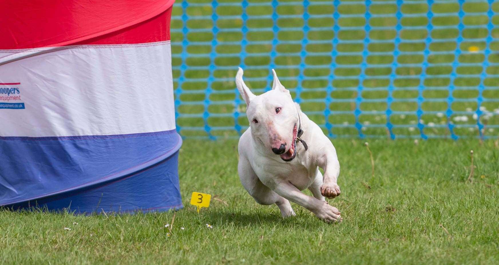 Doggie having a run