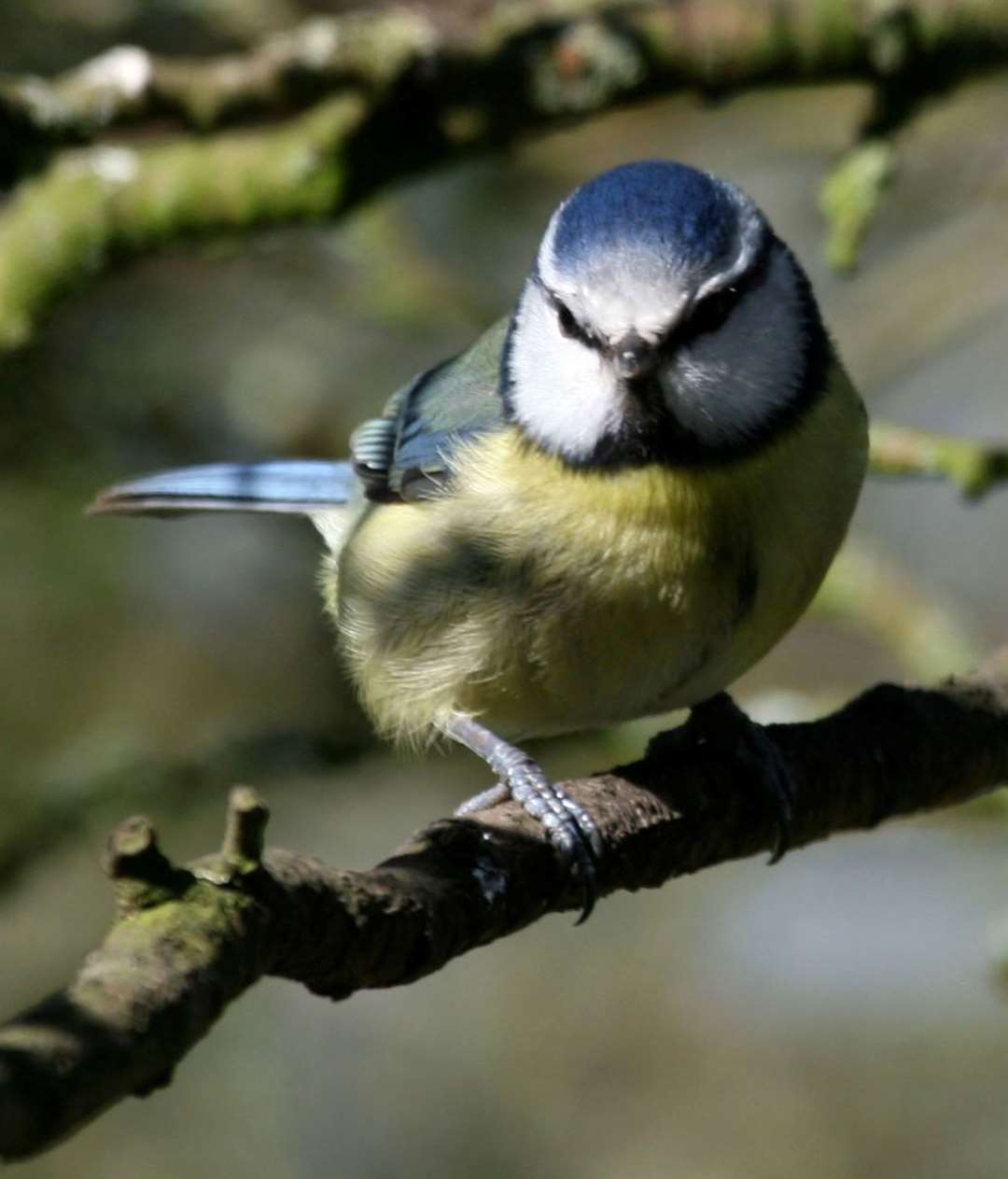 Picture: Phil Cannings Ref:12 3708a Blue tit
