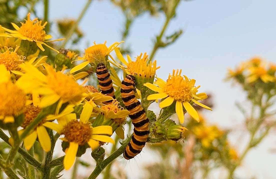 ‘My Wild Life’ photography competition under-18s runner-up Amber Karasinski