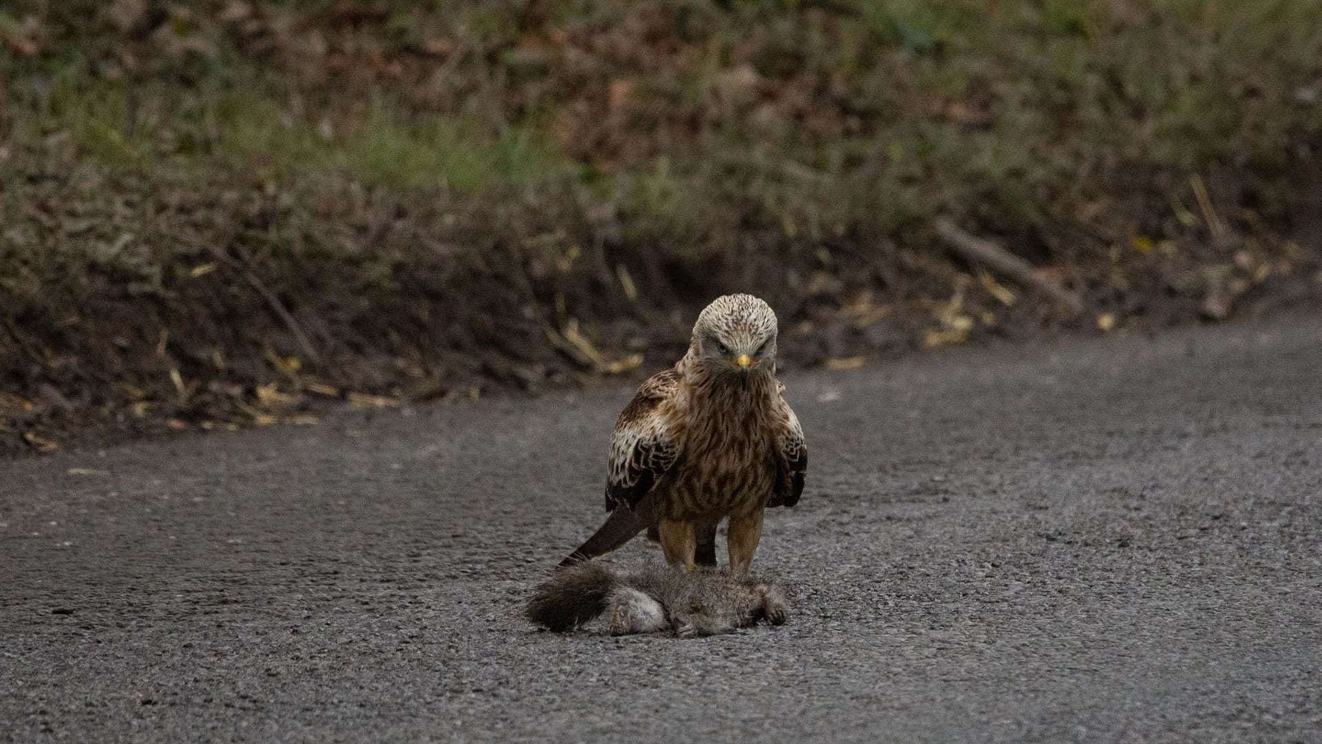 Bev Hiller captured these beautiful photos of this red kite just outside Newbury