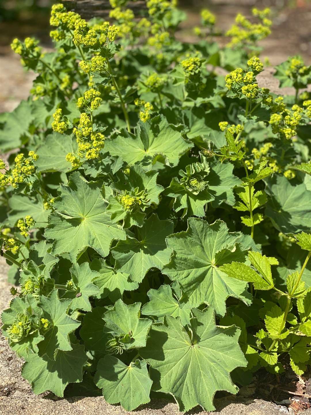 Alchemilla mollis, chosen by the Duchess of Cornwall