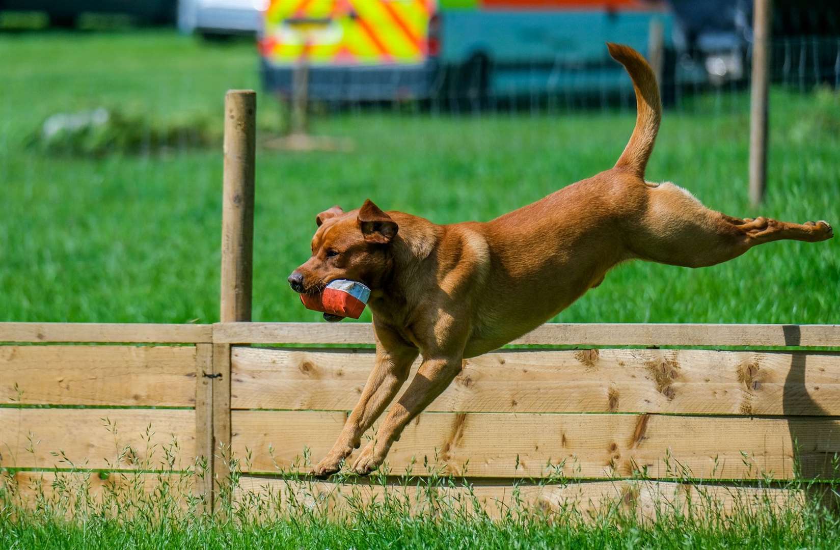 The Short Fence Gundog Scurry at last year’s Highclere Show