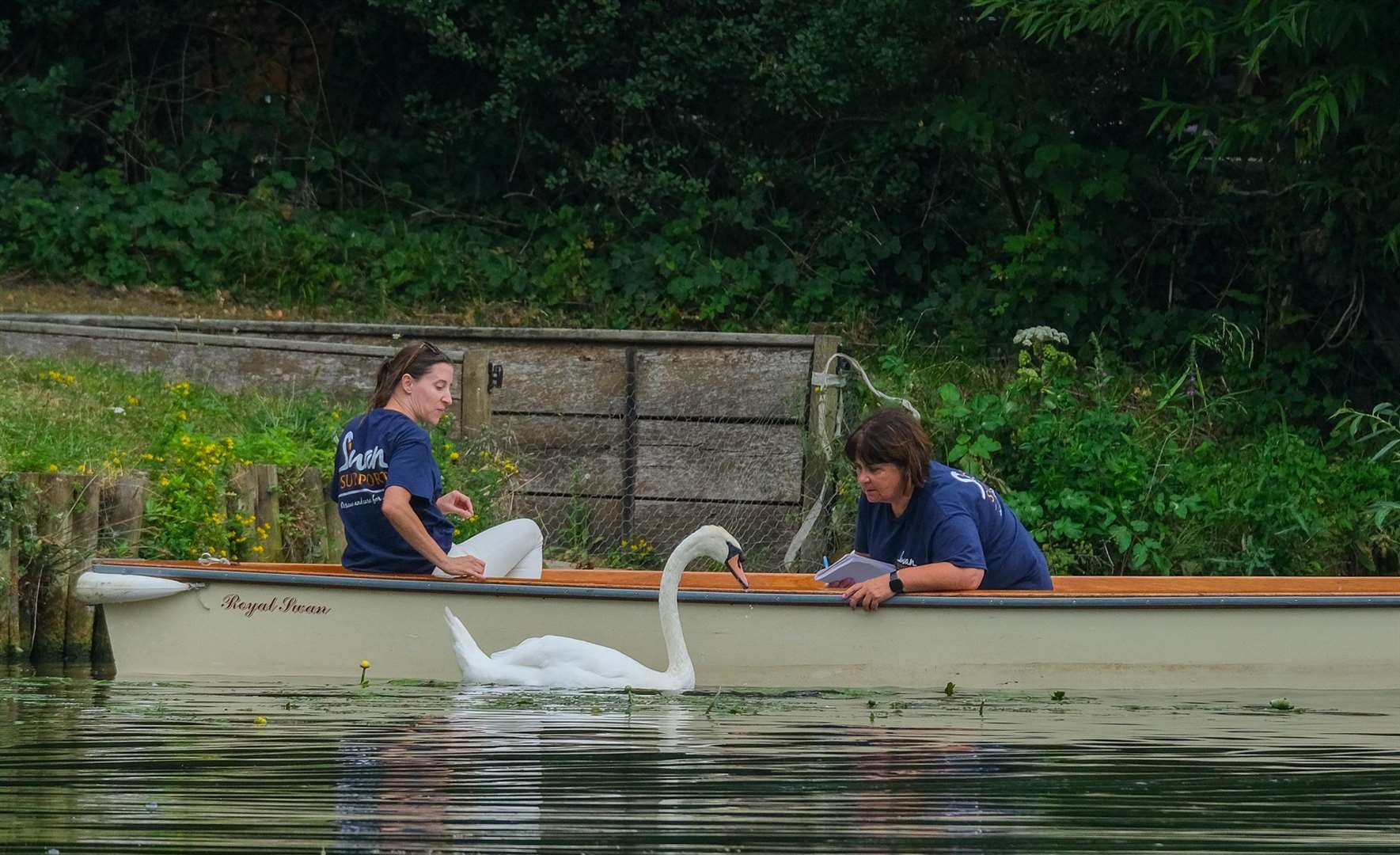Swan rescue checking the swans in Pangbourne