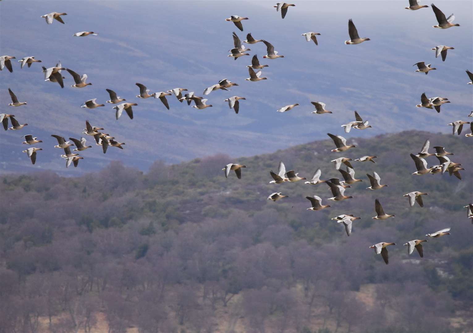 Flock of pink-footed geese by Logan Walker BBOWT