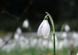 snowdrops (55268190)