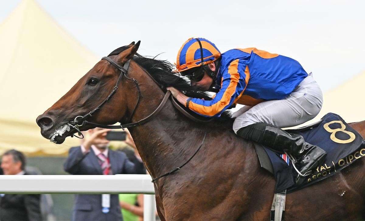 St James’s Palace Stakes champion, Paddington. Picture by Megan Ridgwell