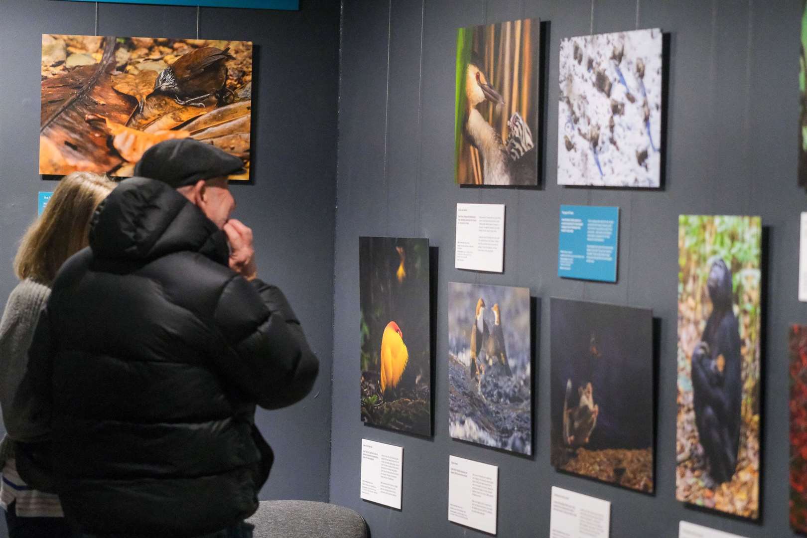 Wildlife Photographer of the Year exhibition at The Base