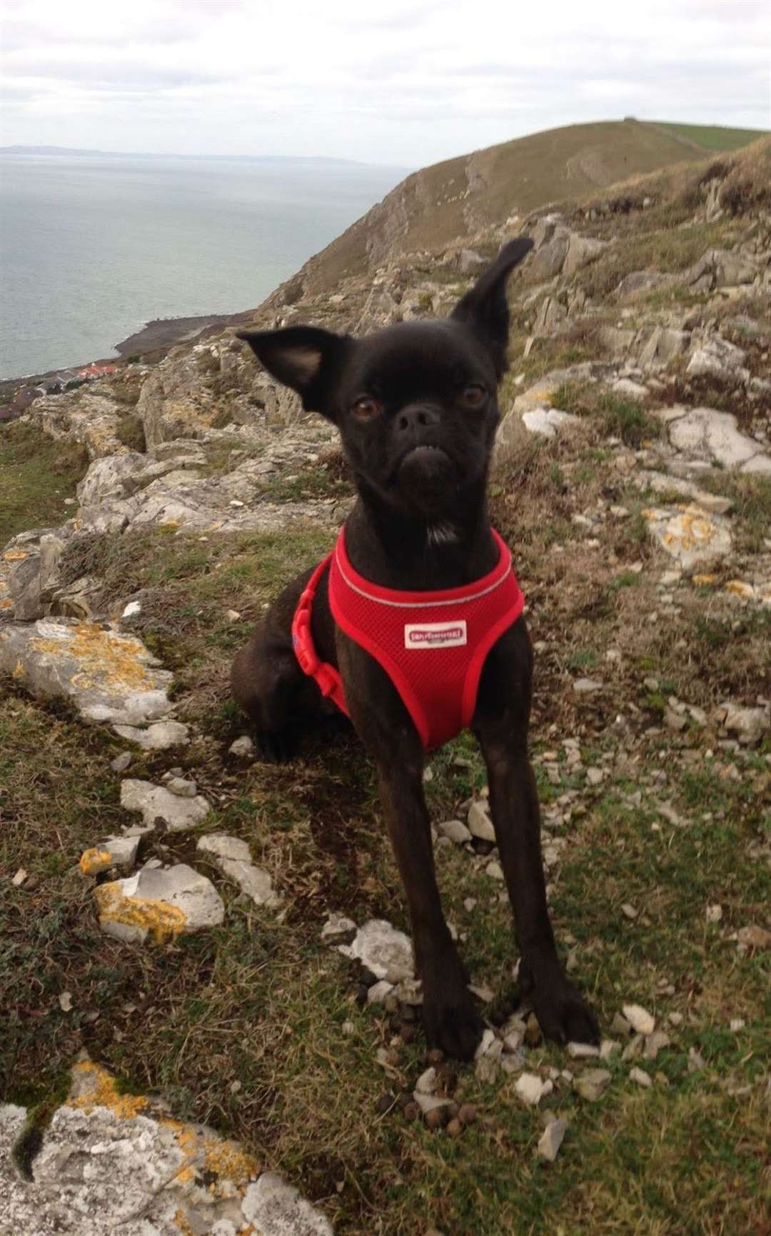 Brusston Jazz aged 5, from North Wales