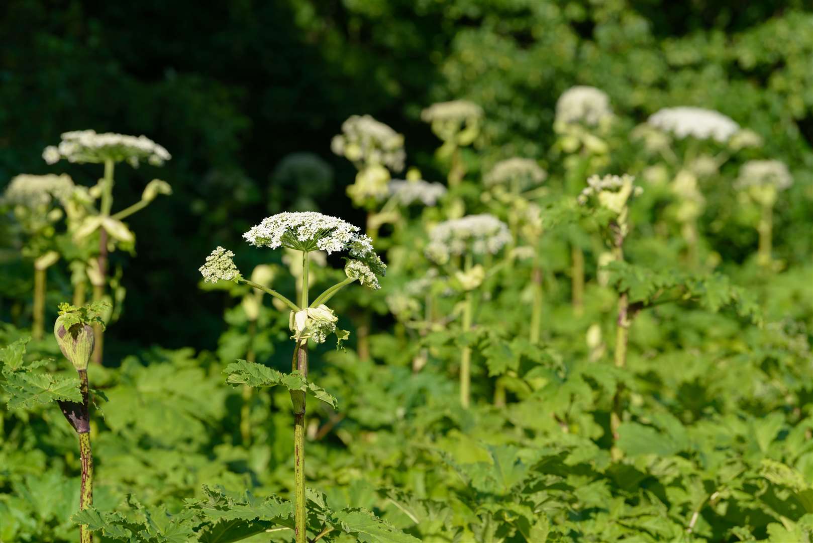 Hogweed can resemble cow parsley. Photo: Shutterstock (56710629)