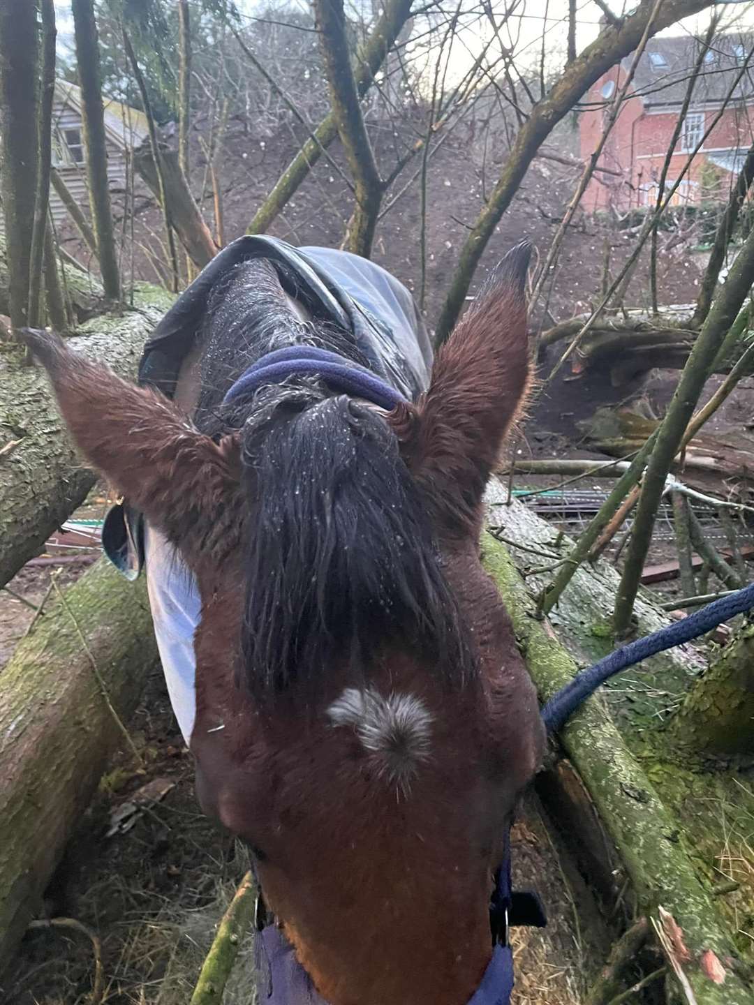 The 10-year-old mare remained calm throughout