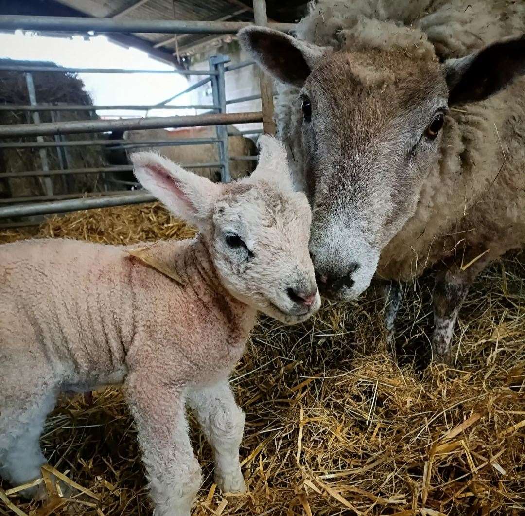 Lambing time has begun at Mazelands Farm