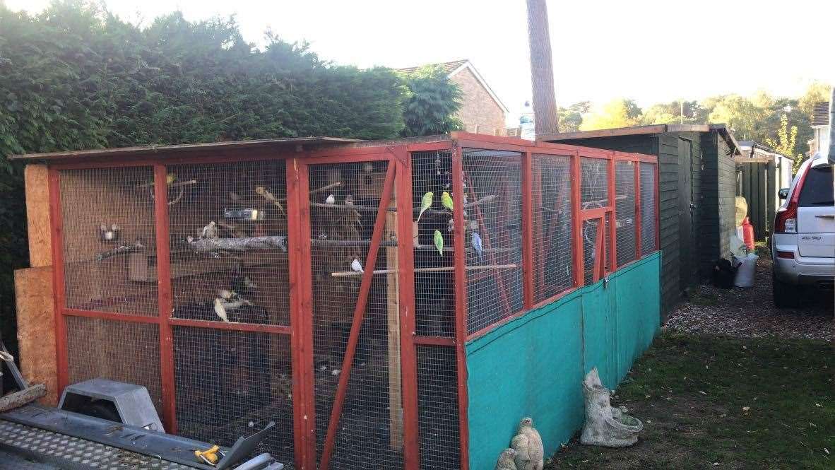 Mr Holdaway's large outdoor aviary