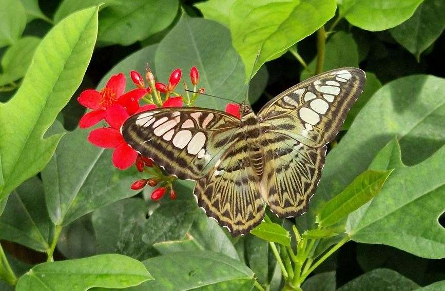 Butterflies at the Living Rainforest, picture: Living Rainforest