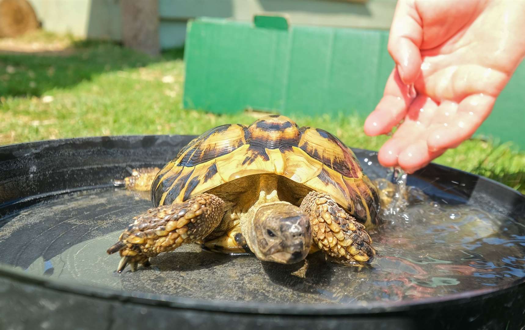 Tortoise having a cold shower at Bucklebury Farm