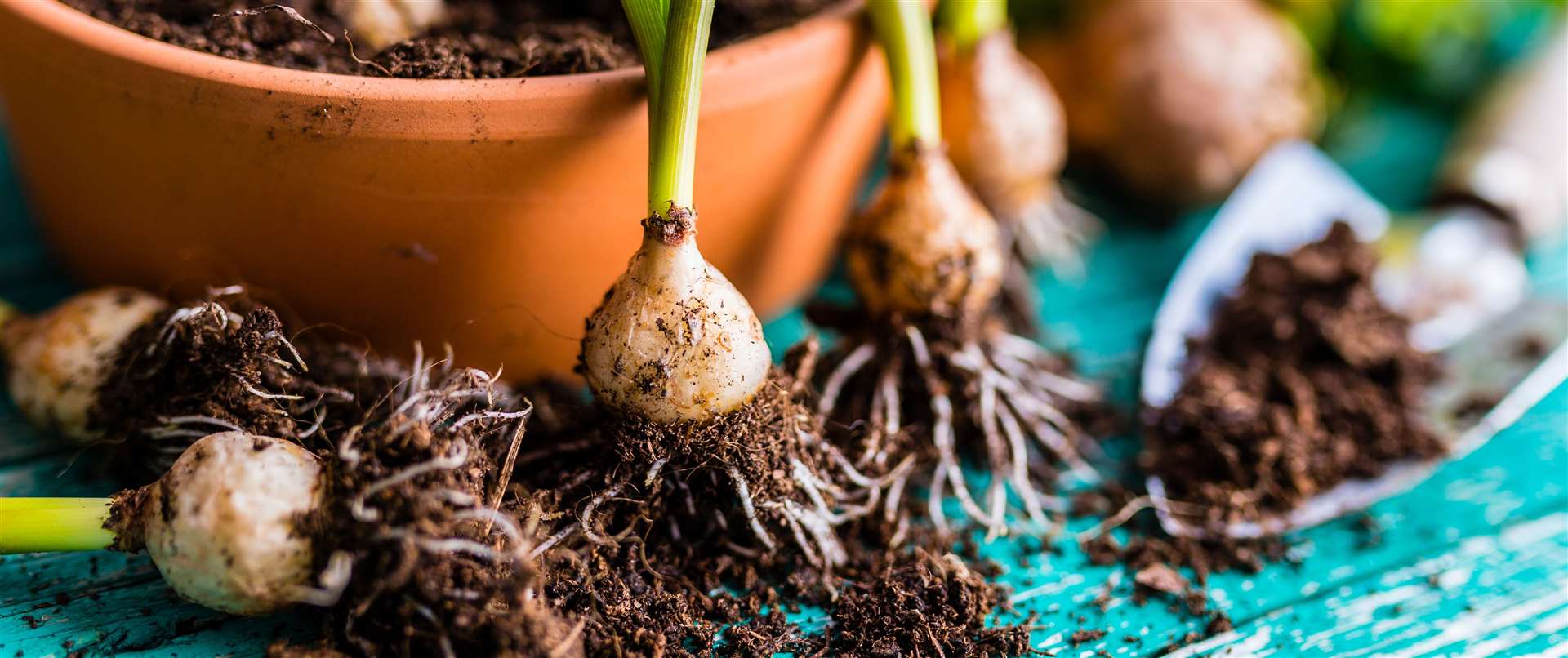 Spring bulbs