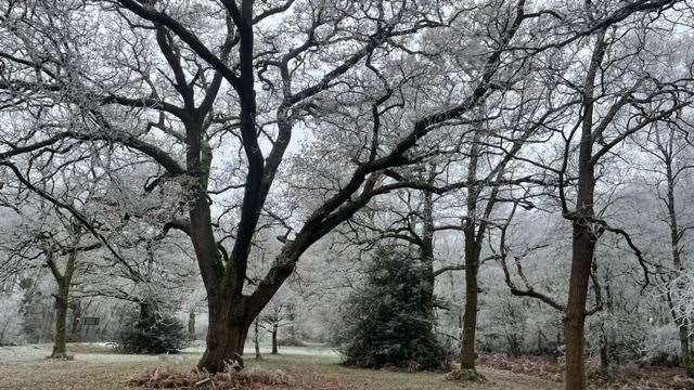 The Avenue, Bucklebury by Ian Marshall