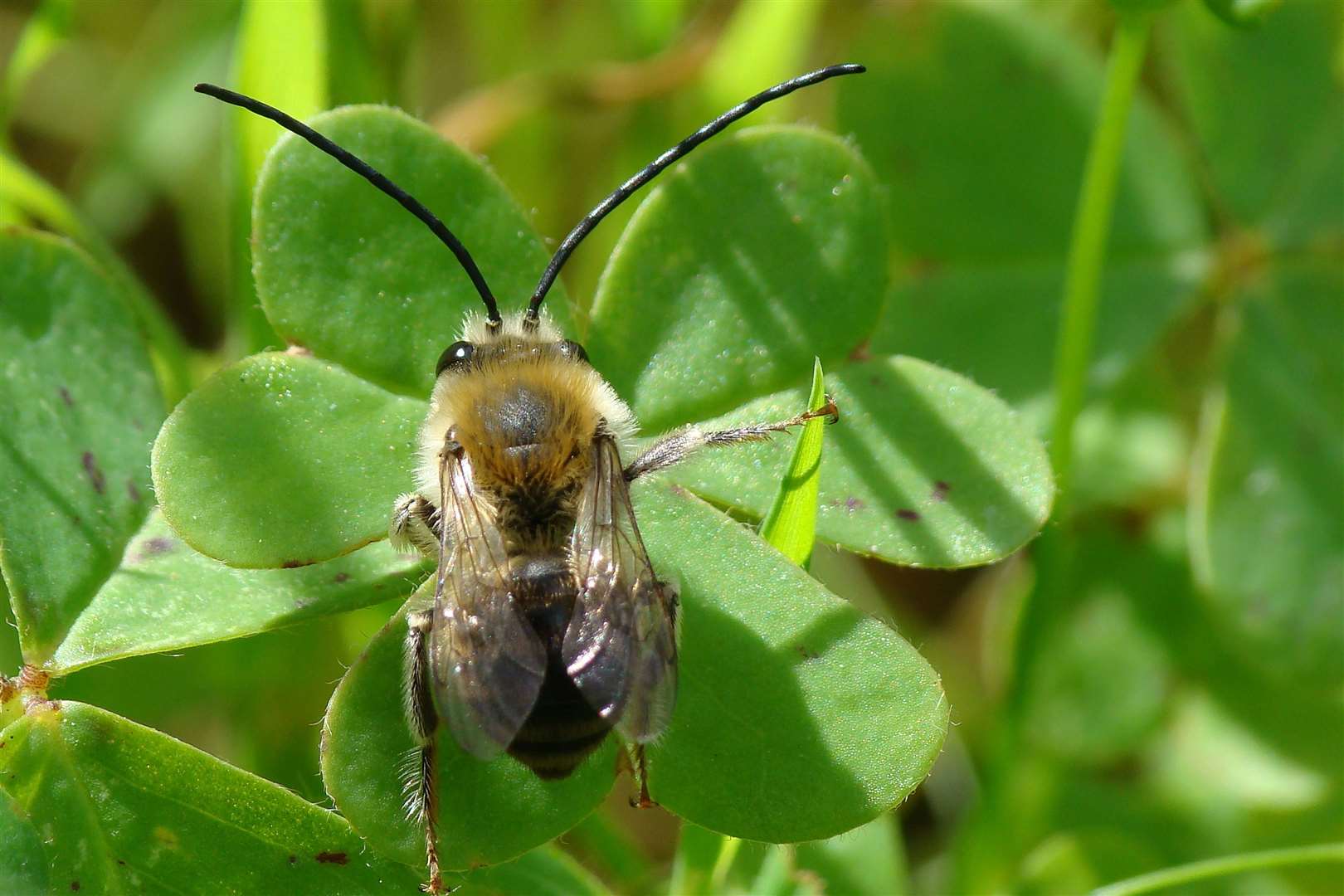 Long horned bee (48217908)