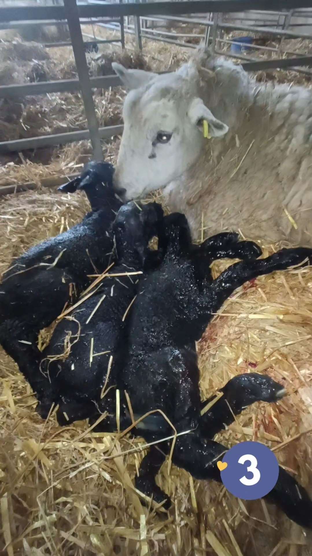 Lambing time has begun at Mazelands Farm