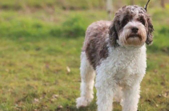 Dog of the Week Arthur, picture: Dog's Trust