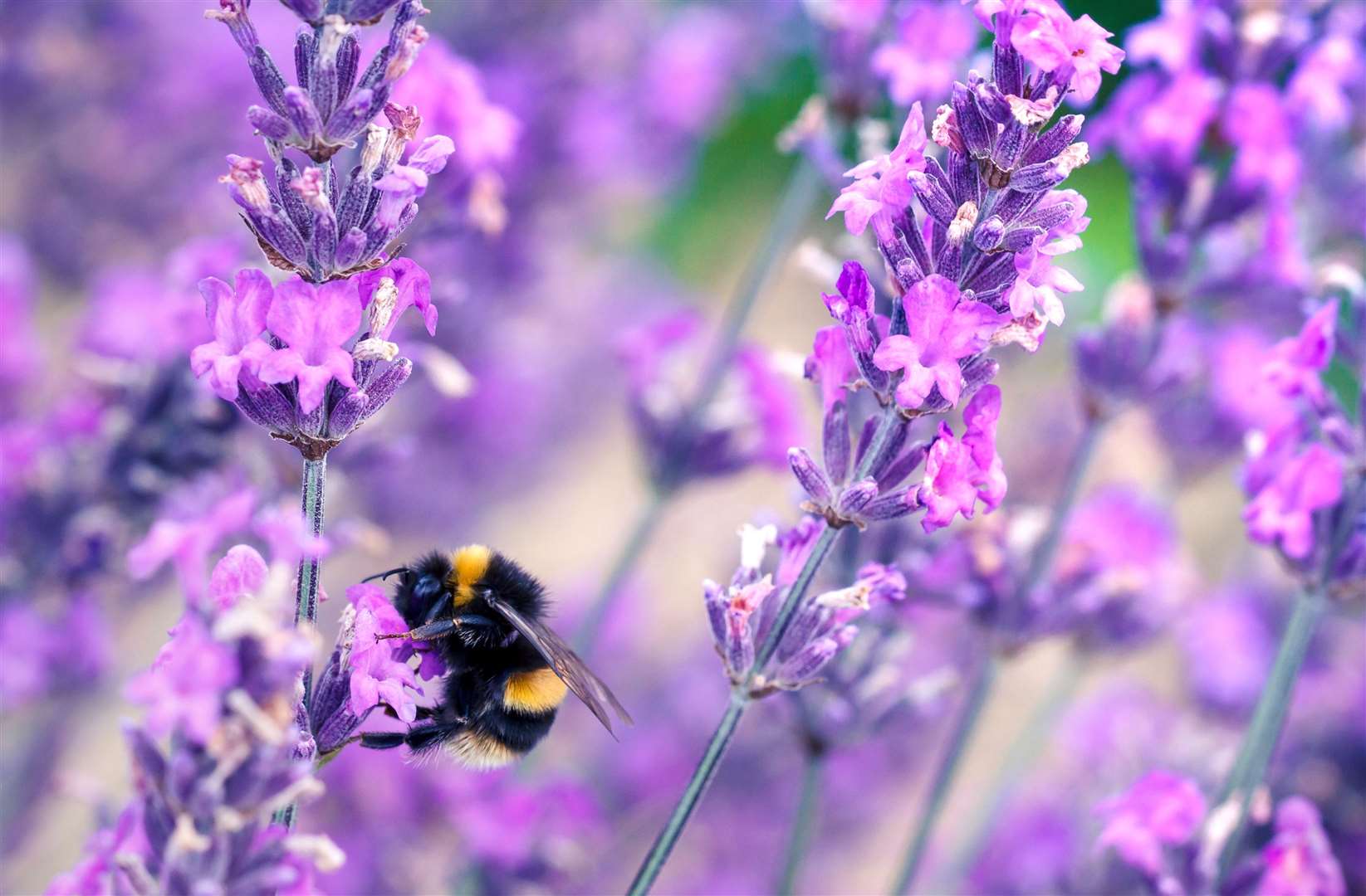 Bee pollinating herbal lavender flowers in a field (48217892)