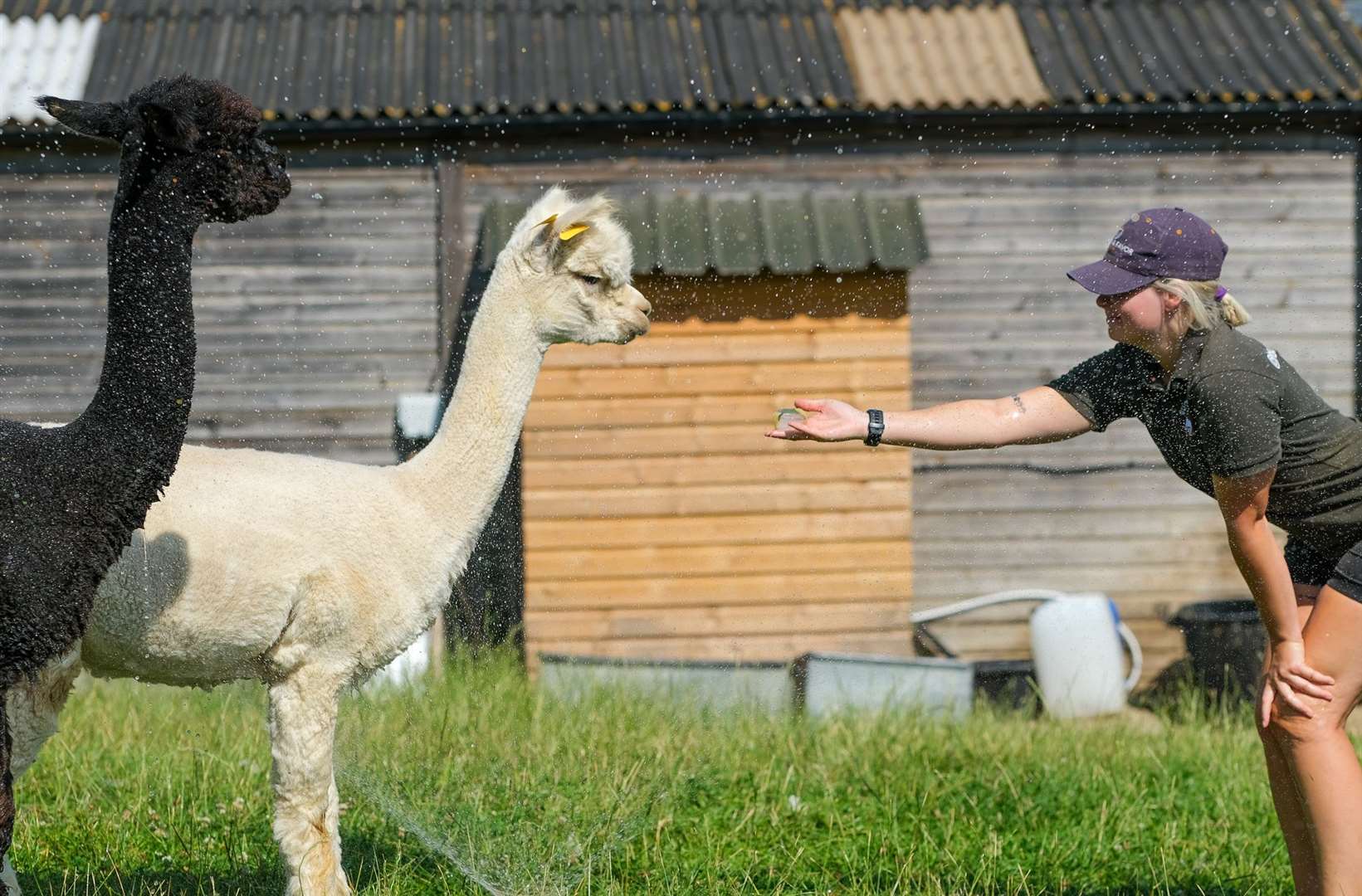 Bucklebury Farm manager Demi Walker offers ice cubes to the alpacas