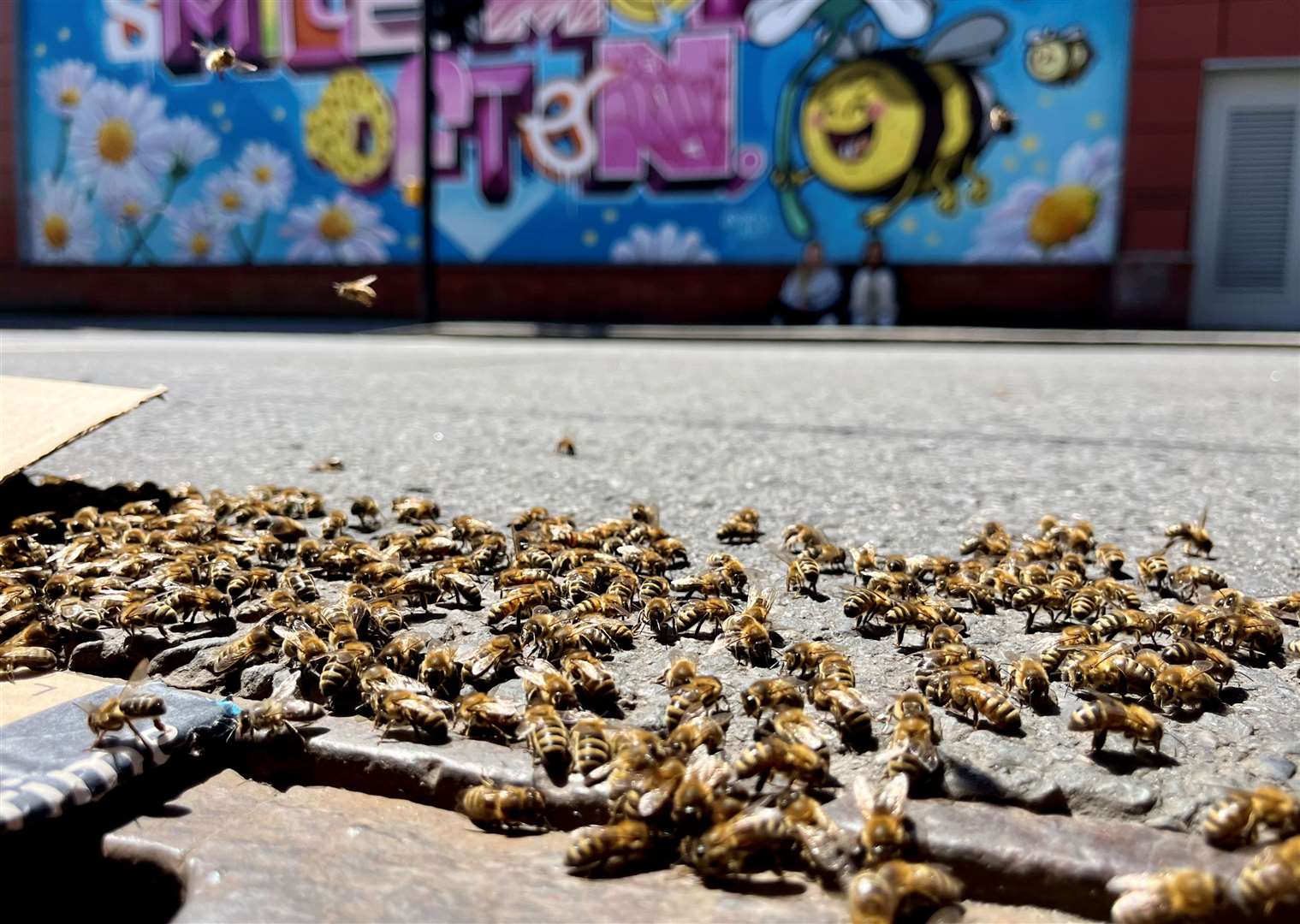 Bees crawling outside the drain
