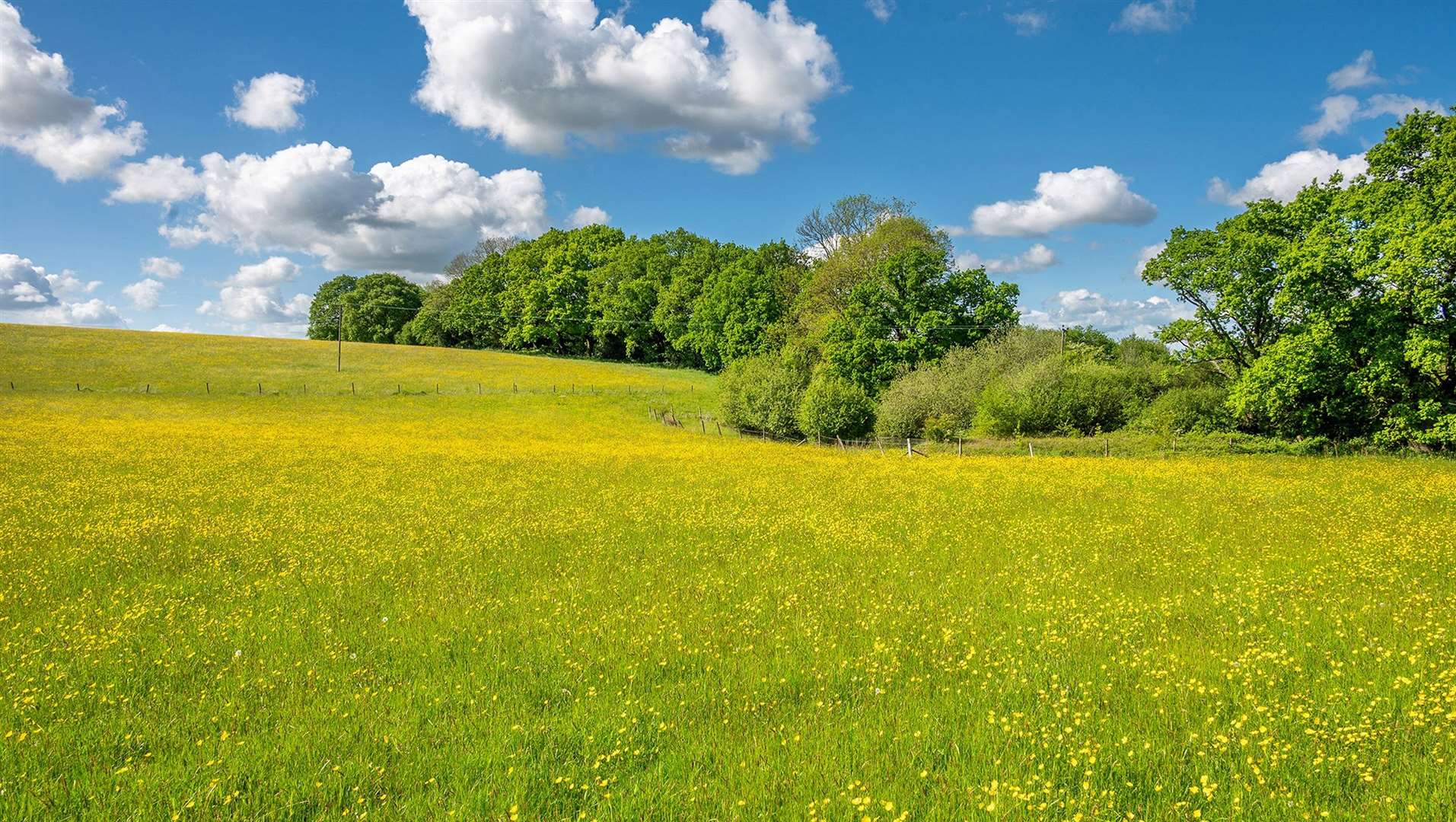 The Old Craven Arms is being marketed by Savills and part of the land includes pasture fields which were once used for haymaking and by livestock for grazing
