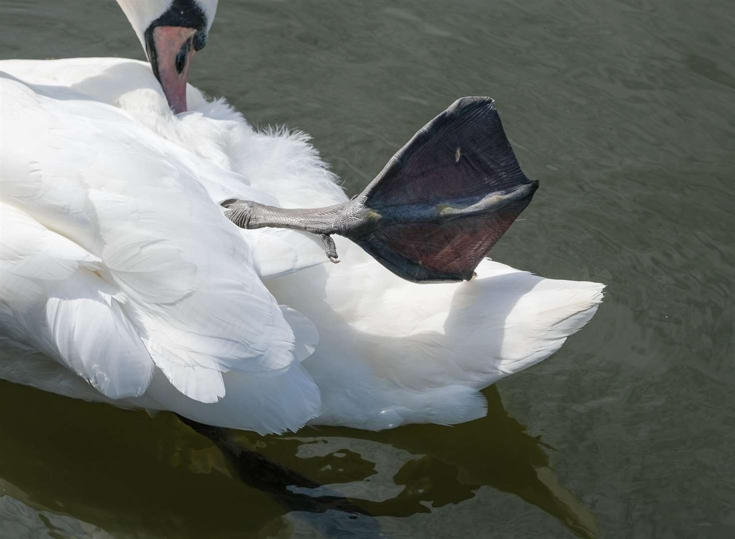 Swans keep a leg out of the water to regulate their body temperature