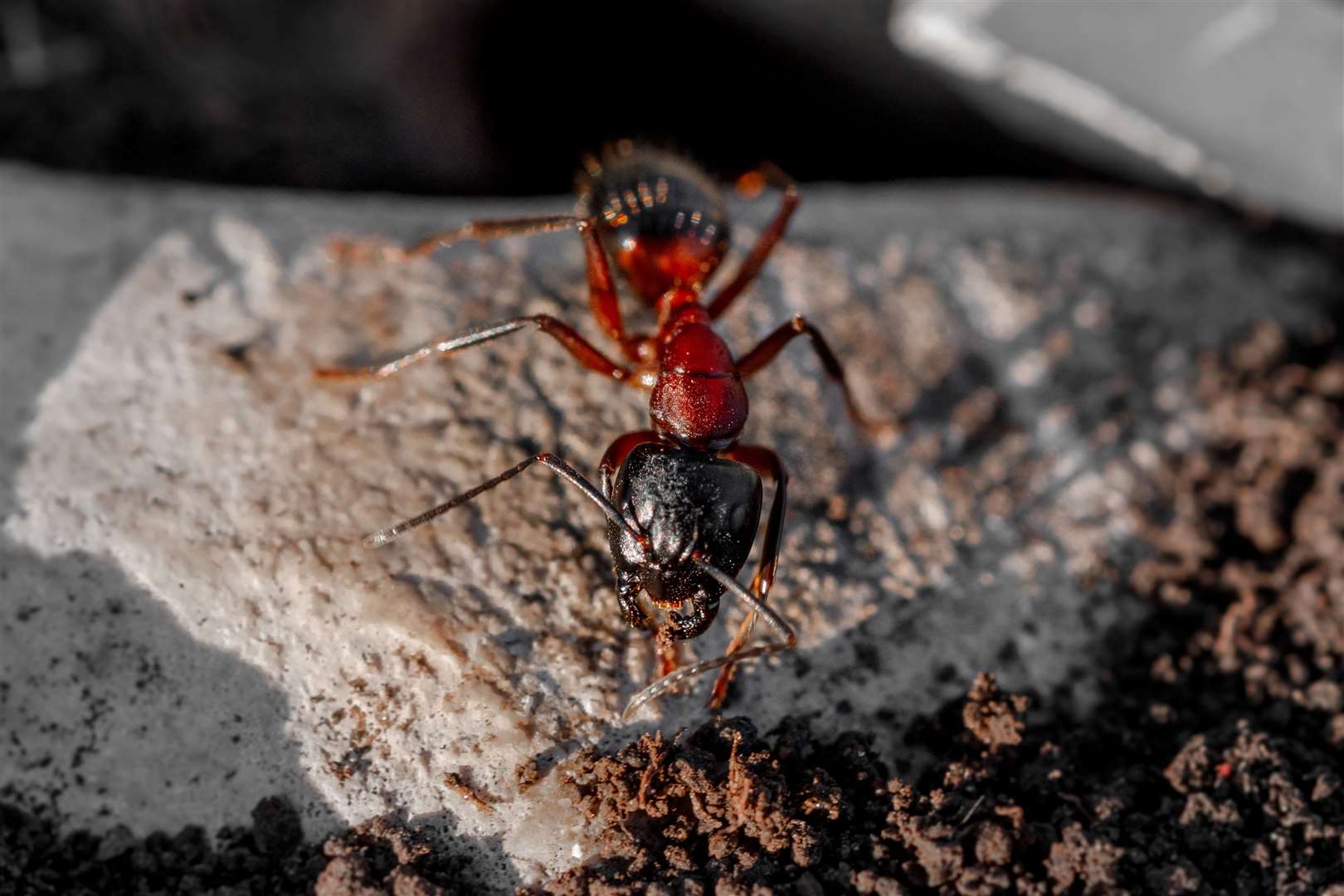 A close-up image of a red ant. Image: iStock photo.