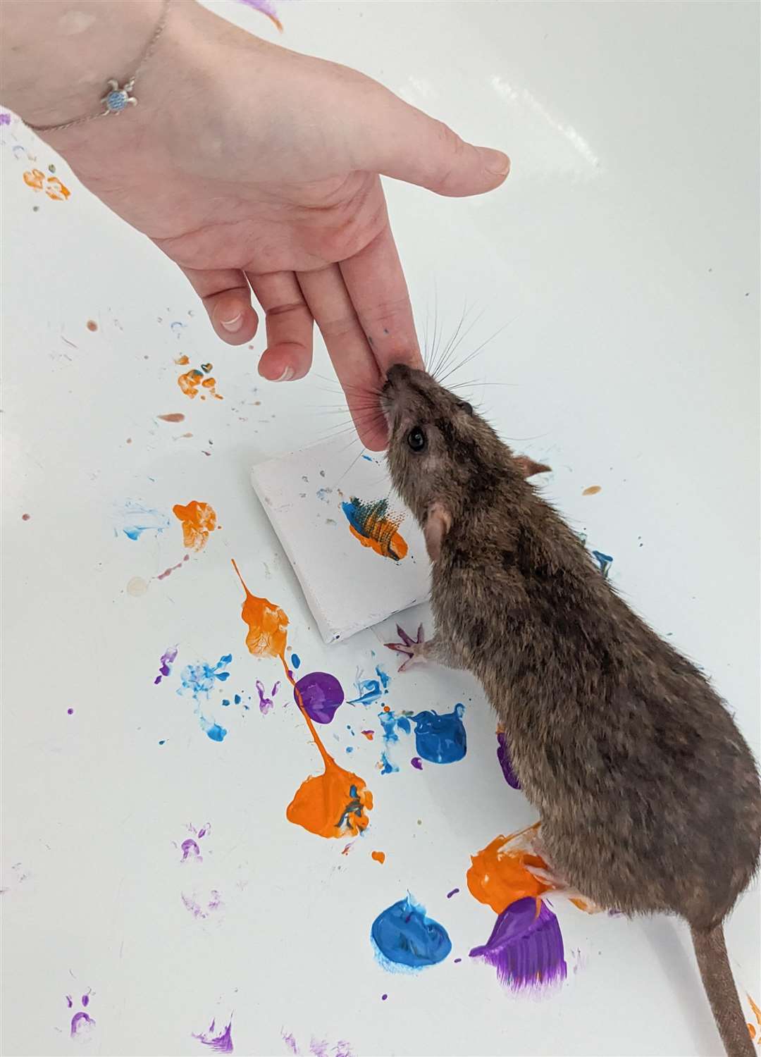 The painting process takes place in the bath (Steph Toogood/Toogoods Tiny Paws/PA)