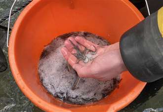 23,000 rare glass eels released into River Kennet