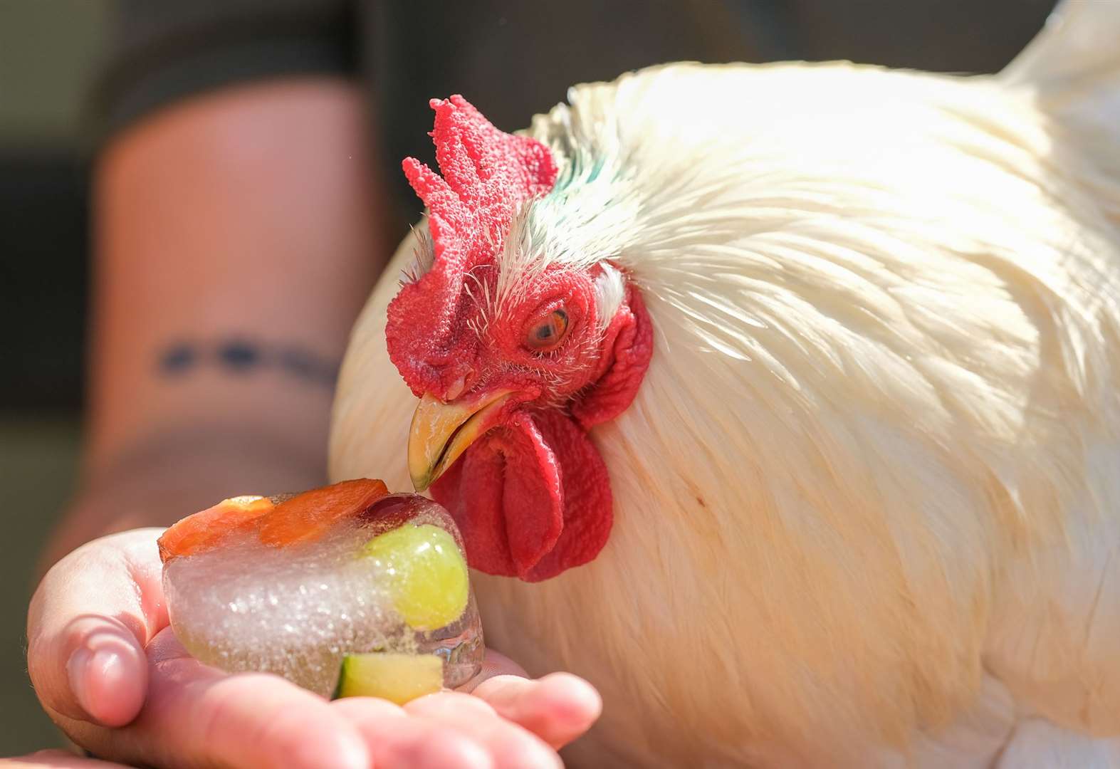 Feeding ice veg to the chickens at Bucklebury Farm