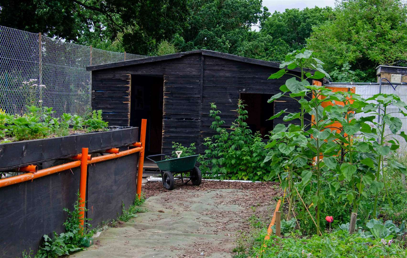New shed and plants area